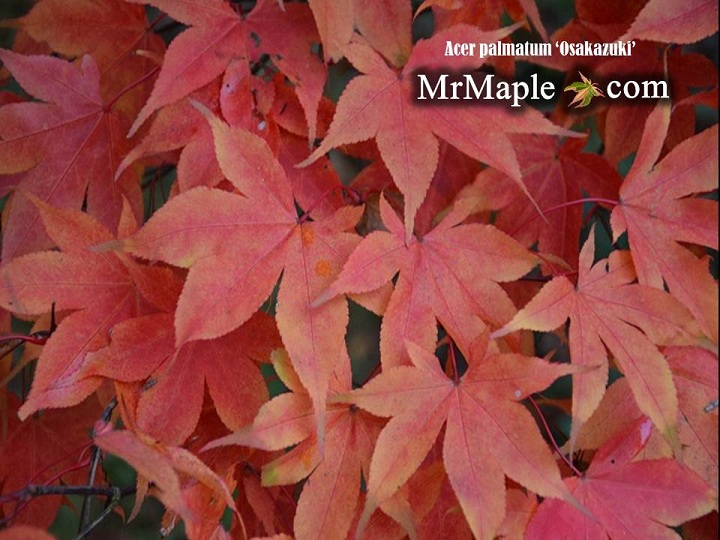 Buy Osakazuki Japanese Maples